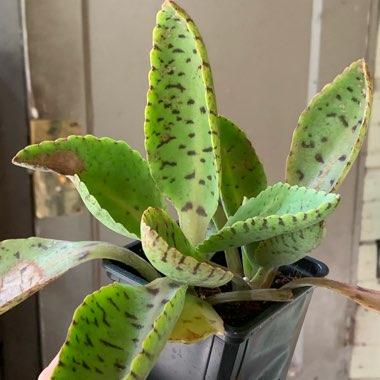 Kalanchoe Gastonis-bonnieri