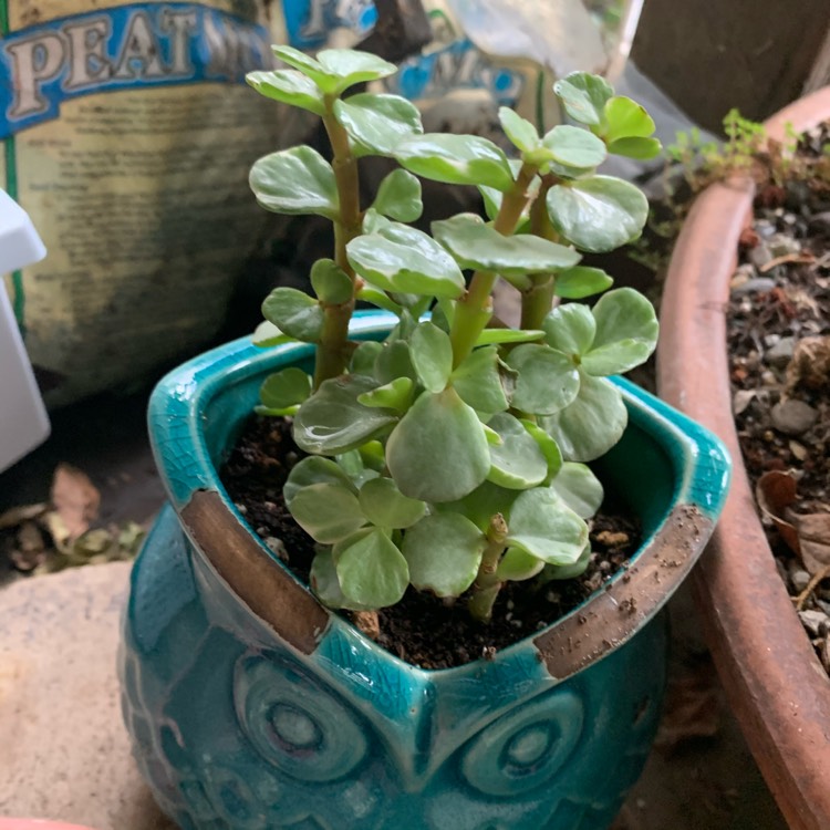 plant image 1364349
