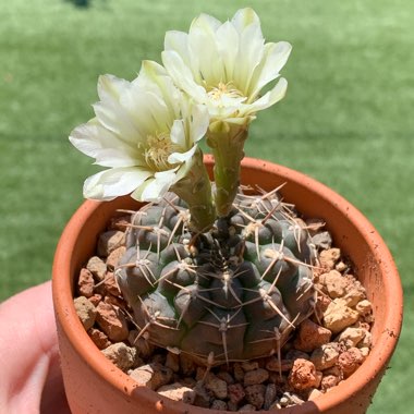 Gymnocalycium stellatum