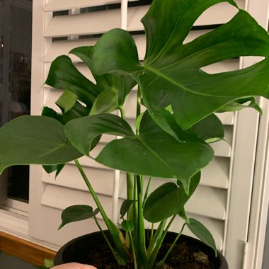 Monstera deliciosa