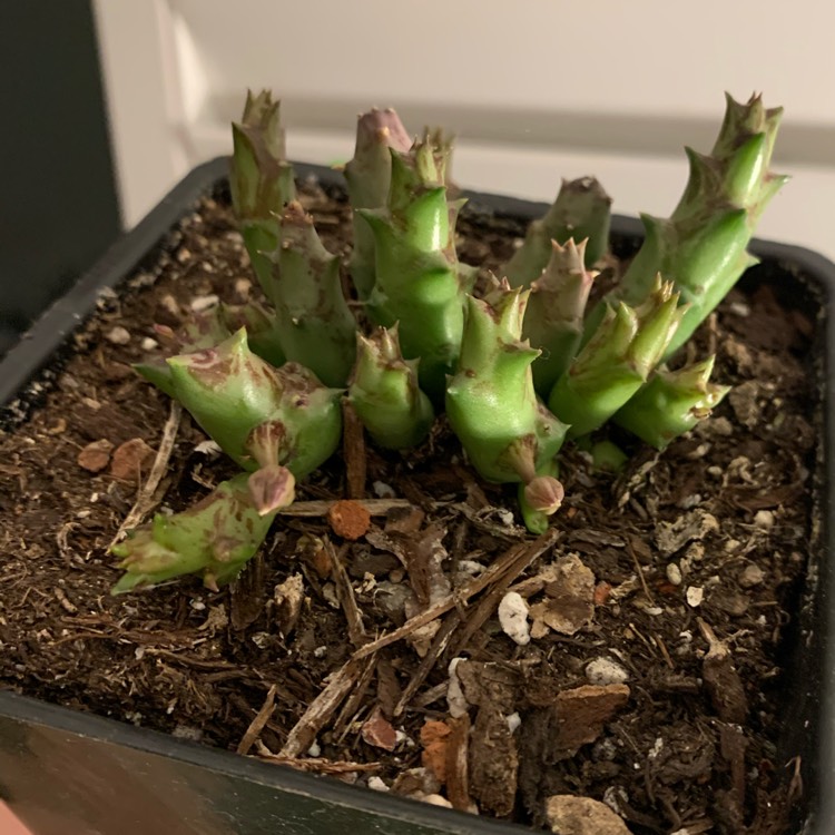 plant image 1377079