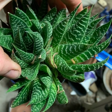Gasteria Royal Wolfgang