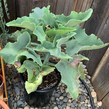Kalanchoe Beharensis