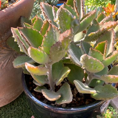 Kalanchoe Beharensis Fang