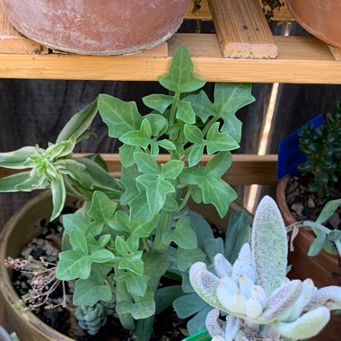 Senecio articulatus