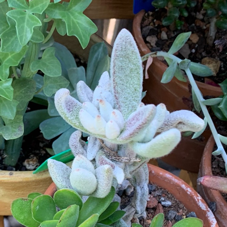 Plant image Kalanchoe eriophylla
