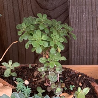 Aeonium Lindleyi var. Viscatum