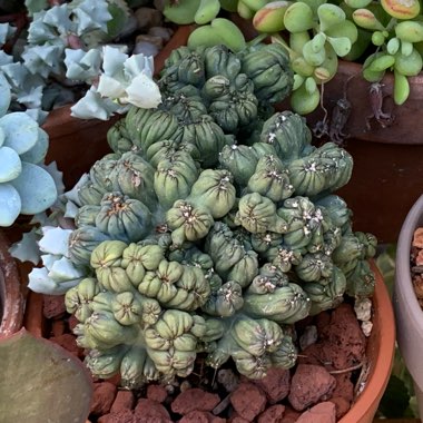 Cereus forbesii monstrose 'Ming Thing'