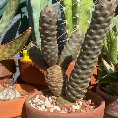 Tephrocactus articulatus 'Strobiliformis' syn. Tephrocactus articulatus var. strobiliformis