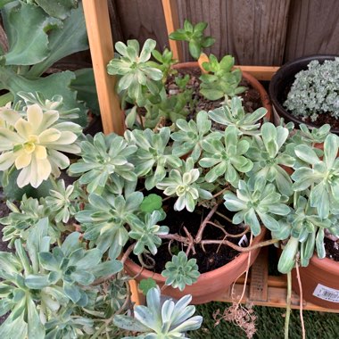 Aeonium Suncup
