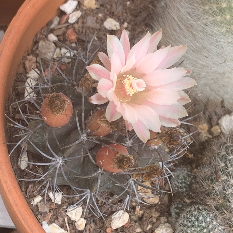 plant image 1403441