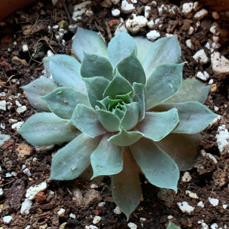 Plant image Sempervivum Lavender And Old Lace