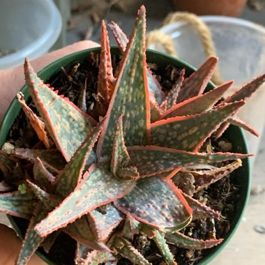 Aloe hybrid 'Pink Blush'