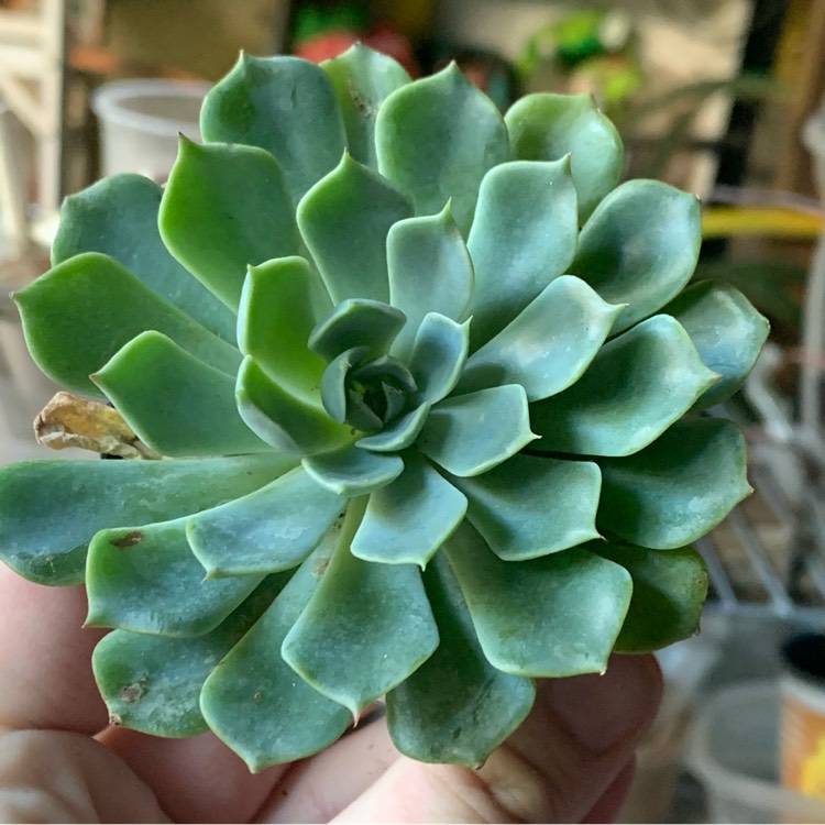 plant image 1408593
