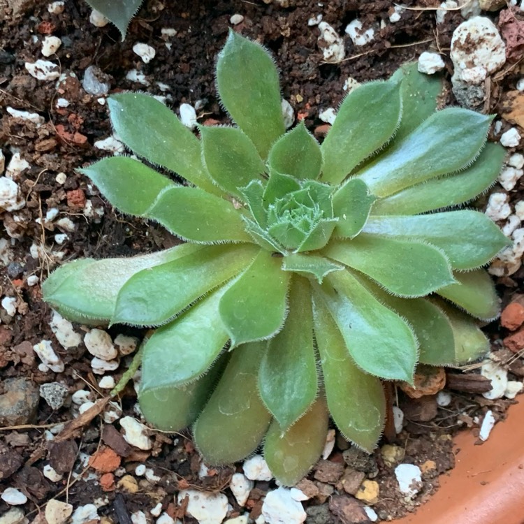 plant image 1408594