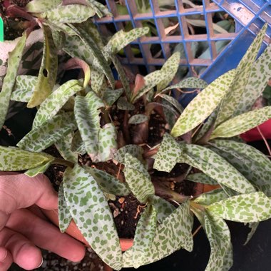 Ledebouria socialis syn. Scilla violaceum