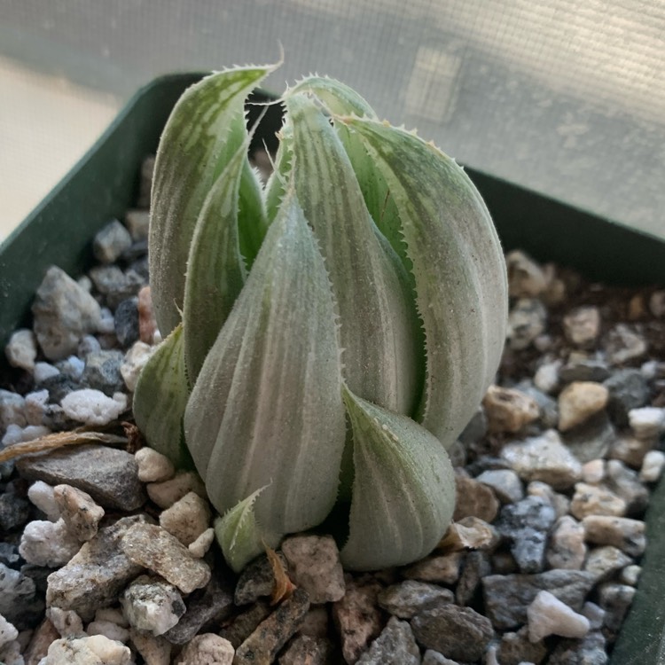 plant image 1414699