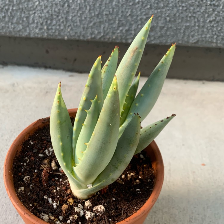 Plant image Aloe aculeata 'Black Thorns'