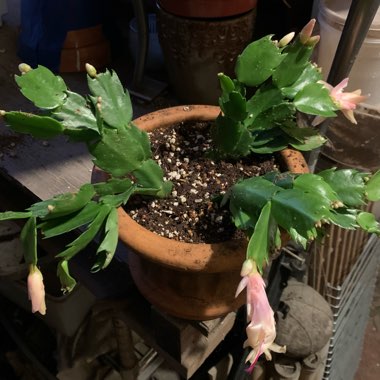 Schlumbergera truncata