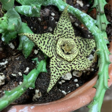 Orbea variegata