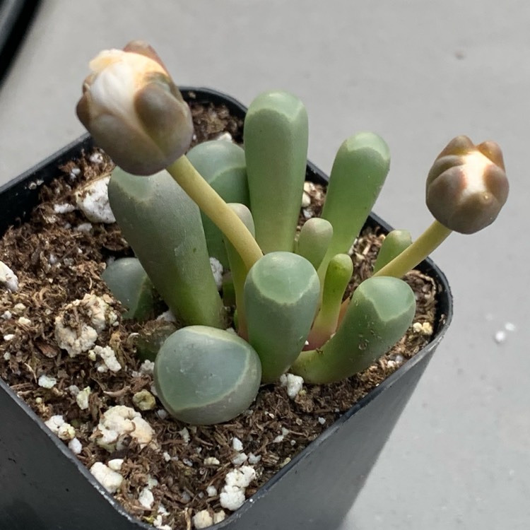 Plant image Fenestraria aurantiaca