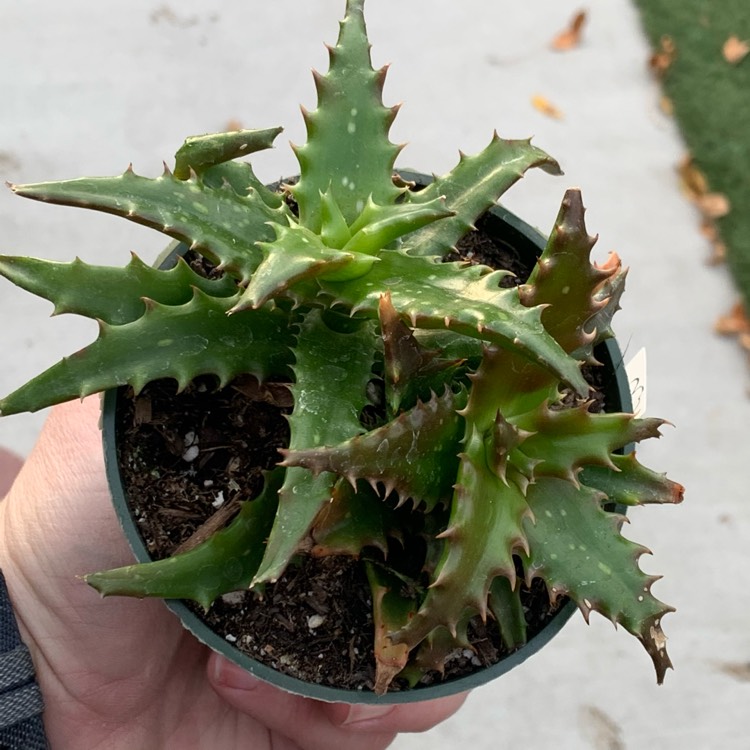 plant image 1423963