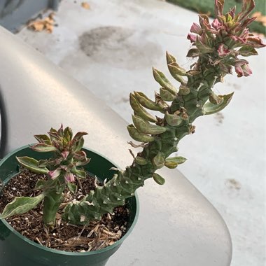 Euphorbia Guentheri