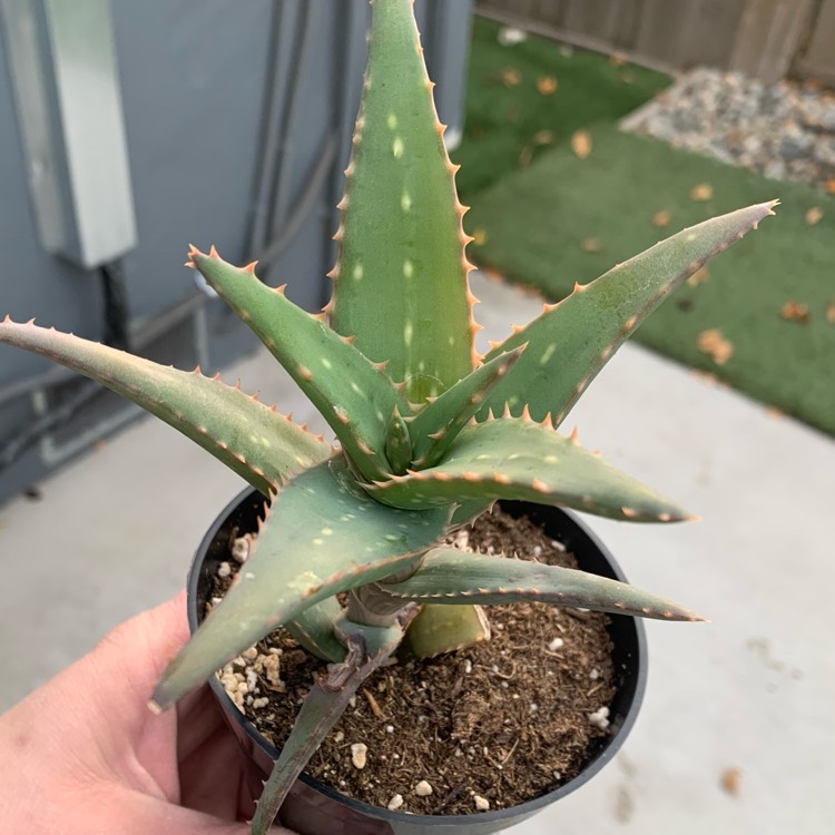 Plant image Aloe ‘California'