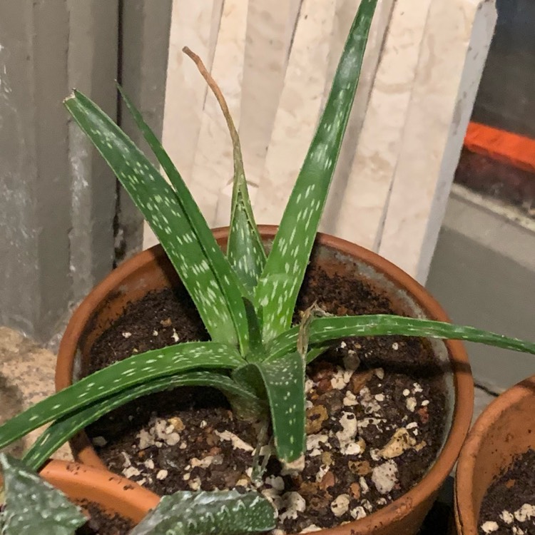 Plant image Aloe hybrid 'Firebird'