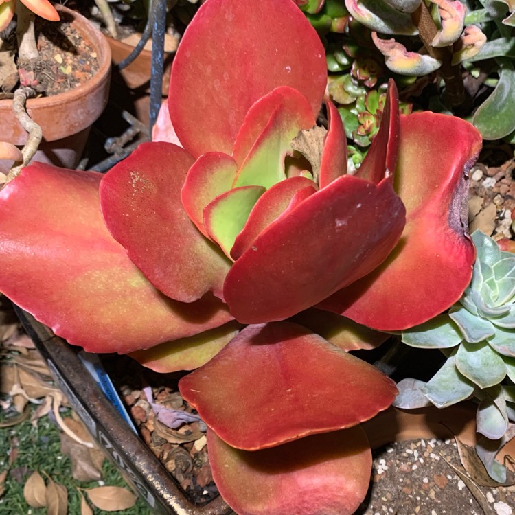plant image 1431419