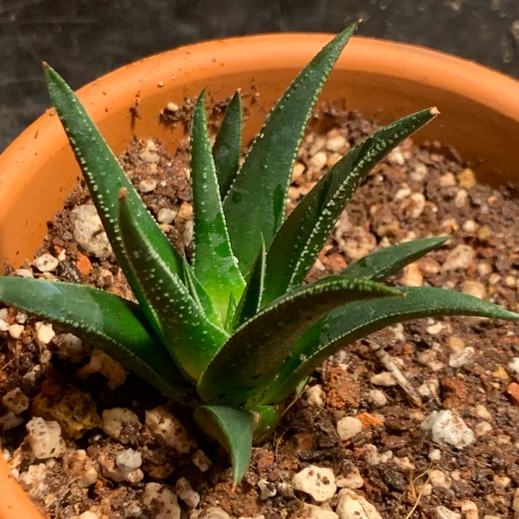 plant image 1438667