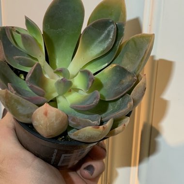 Echeveria Jules