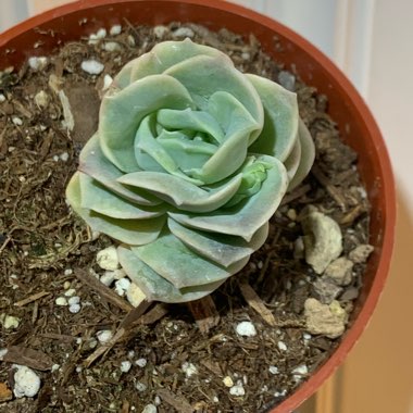 xGraptoveria Lovely Rose