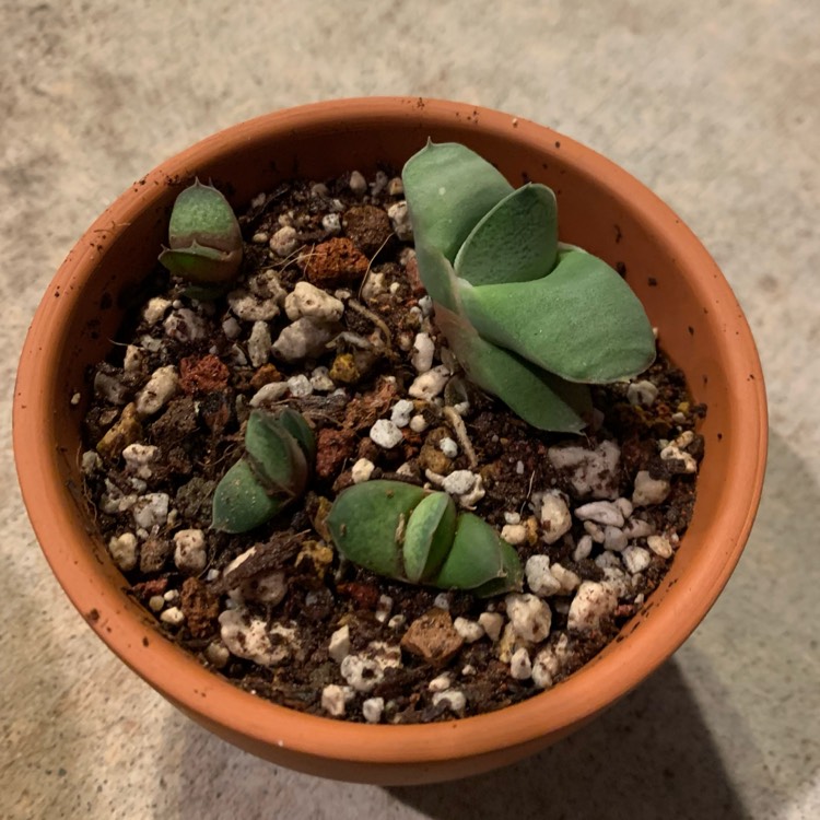 Plant image Gasteria Glomerata