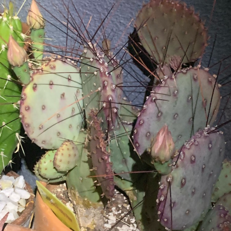 plant image 1475146