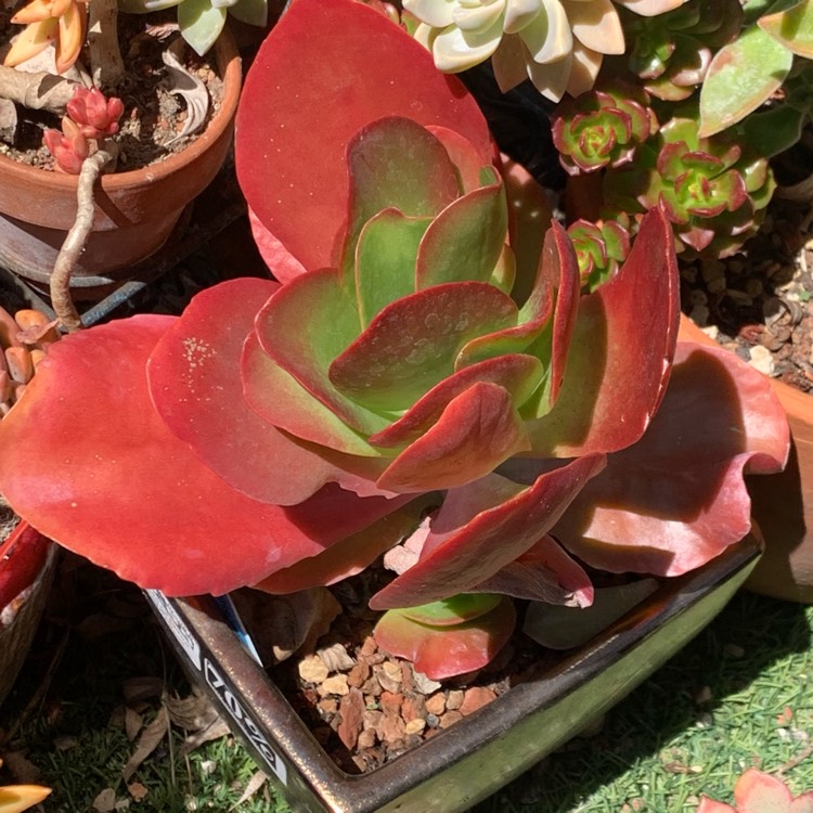 plant image 1475911