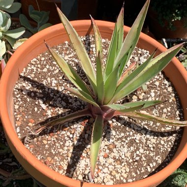 Agave angustifolia 'Marginata'