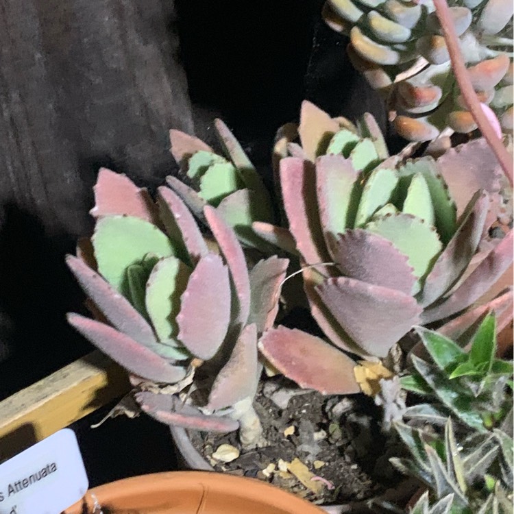 plant image 1476701