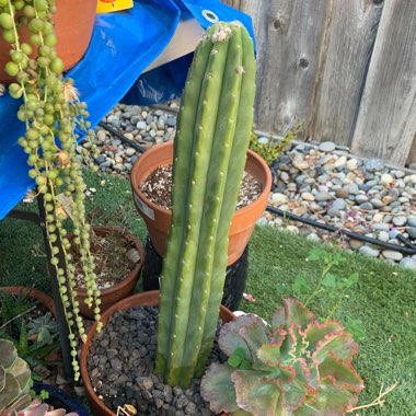 Trichocereus pachanoi syn. Echinopsis pachano