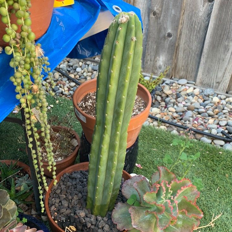 plant image 1487902
