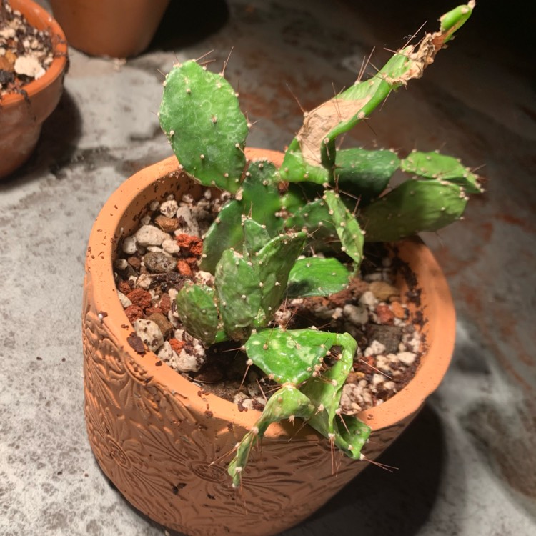 Plant image Opuntia Argentina