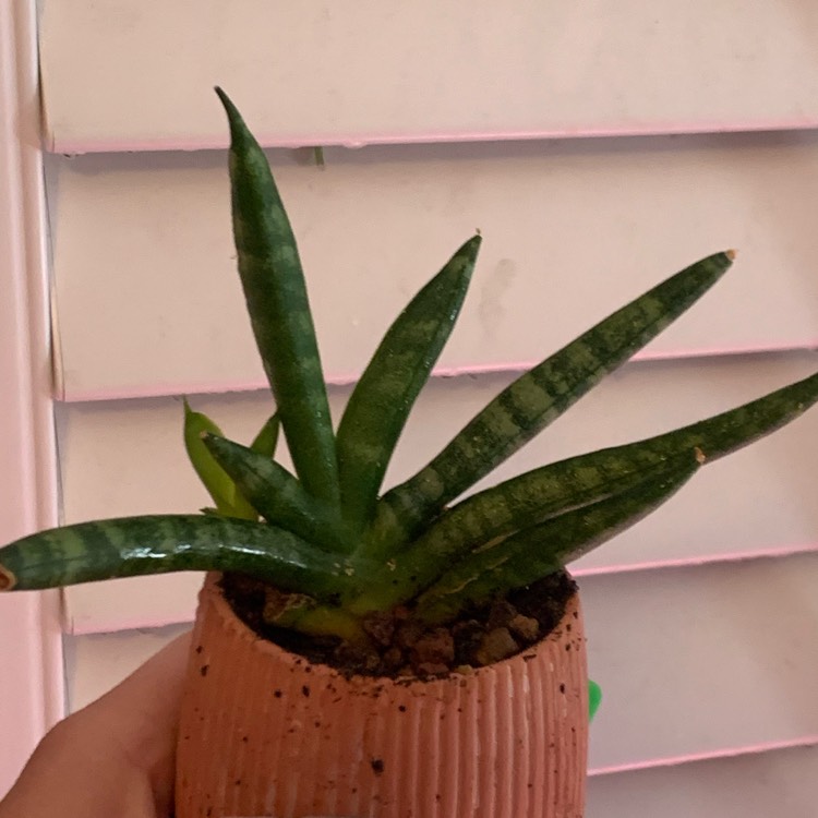plant image 1495313 plant image 1495313