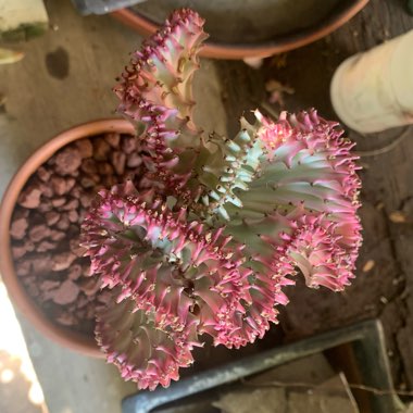 Euphorbia lactea f. variegata cristata