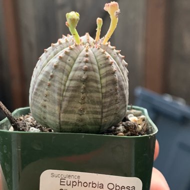 Euphorbia Obesa