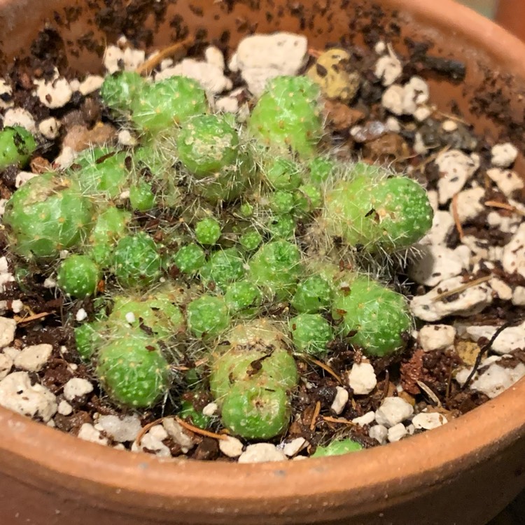 plant image 1522751 plant image 1522751