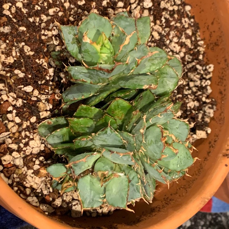 plant image 1527271