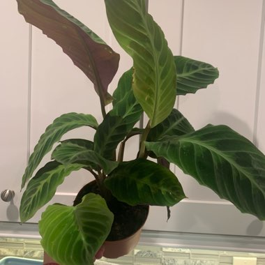 Calathea warscewiczii
