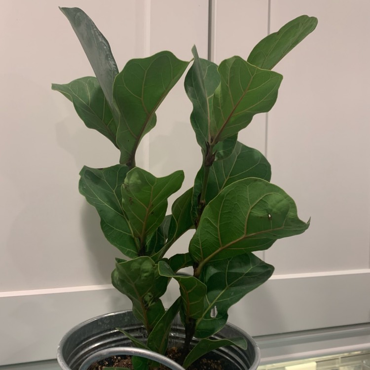 Plant image Ficus Lyrata Bambino