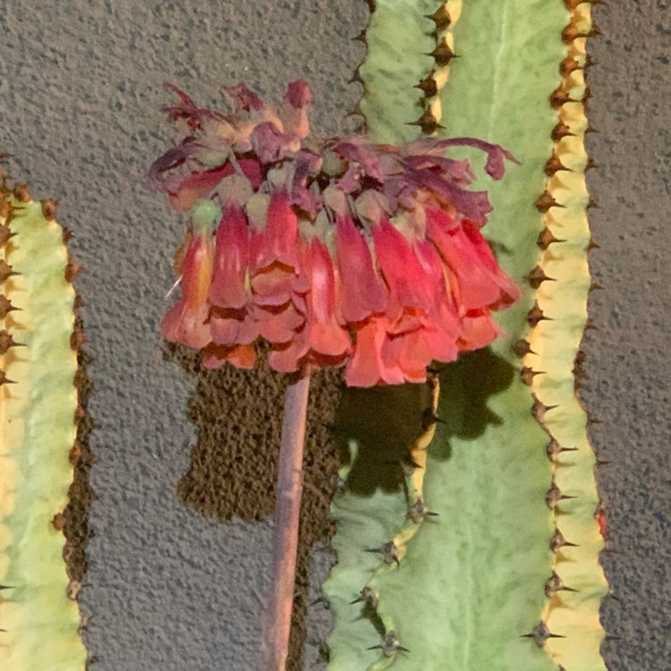 plant image 1562071 plant image 1562071