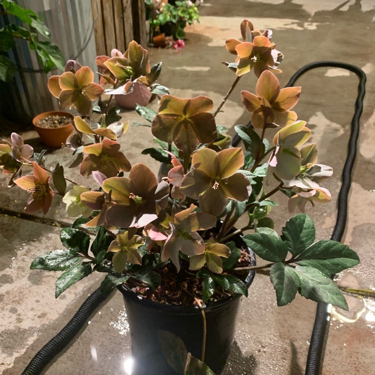Plant image Helleborus x ballardiae 'Coseh 810' (HGC Series) syn. Helleborus x ballardiae 'HGC Merlin'